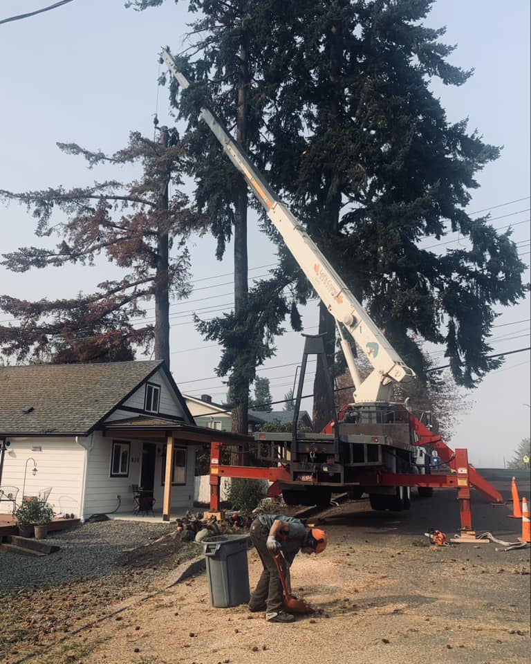 Tree being removed with a crane