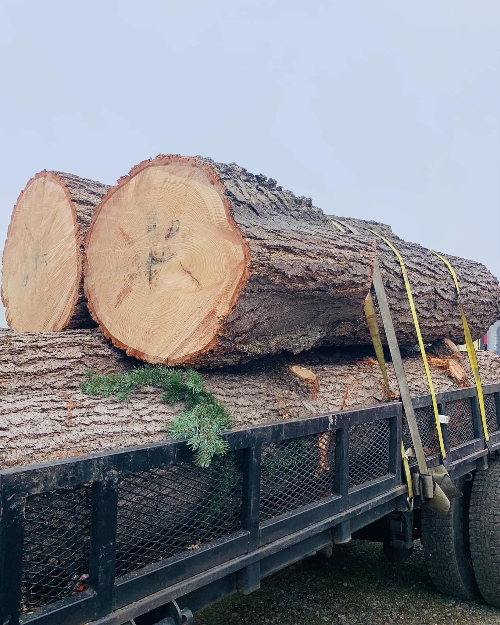 Large cut tree trunks on a trailer