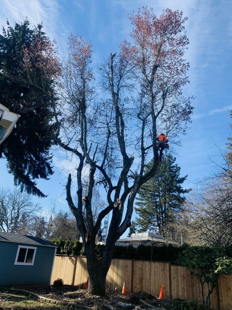 Tree Trimming and Pruning Eugene OR Highland Tree Service LLC