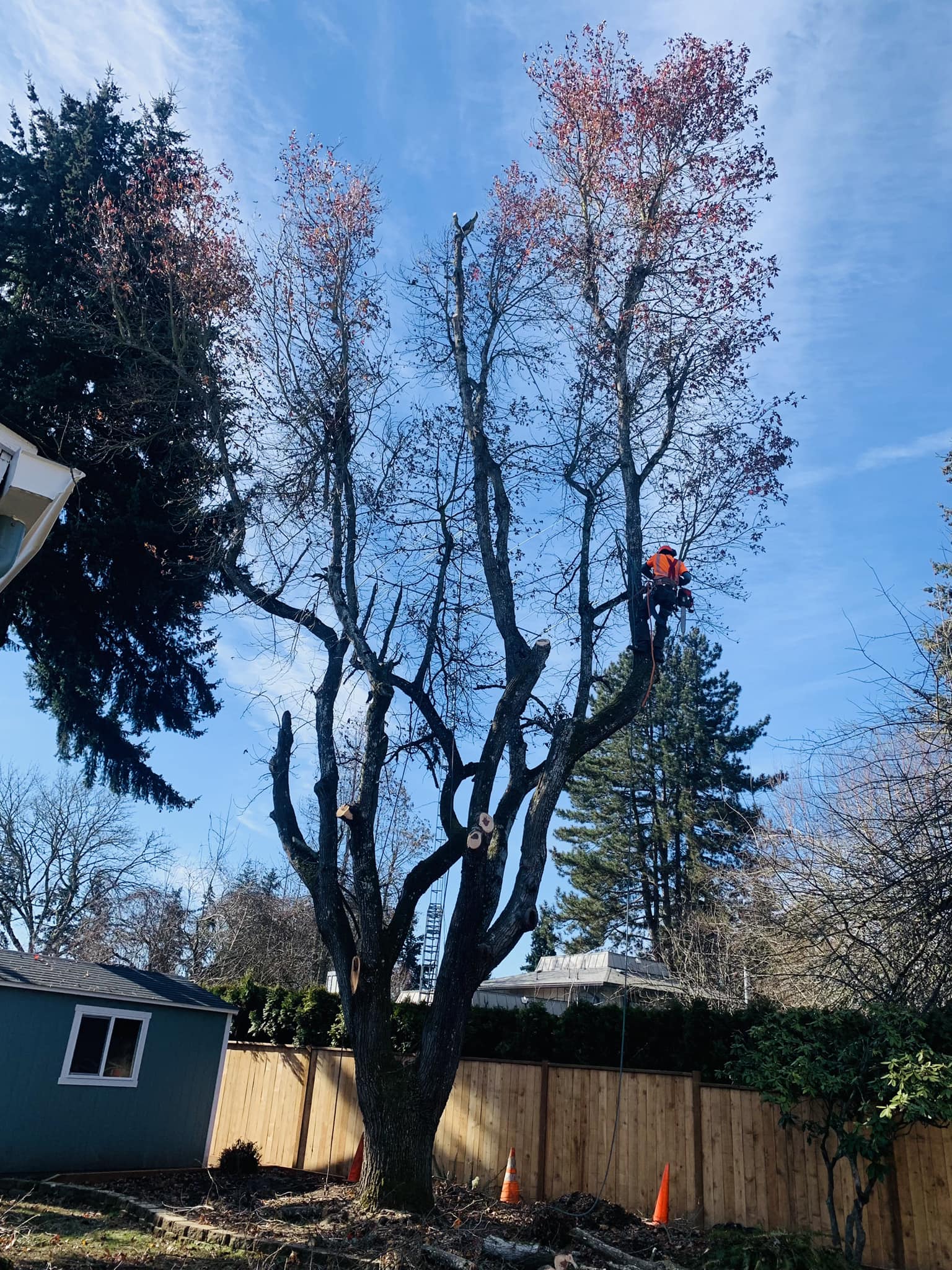 Worker in tree cutting down limbs