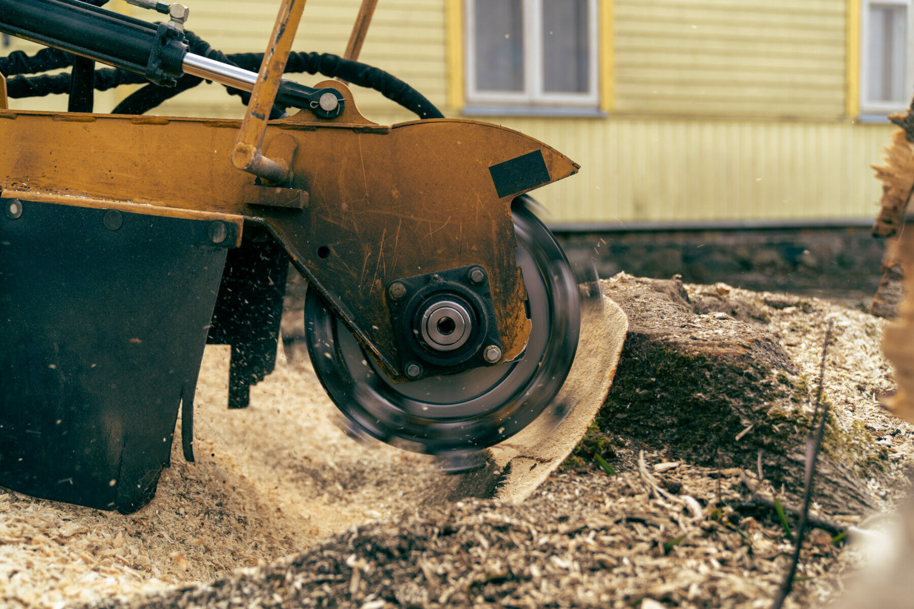 Removal of a tree stump using a stump cutter and cutting or grinding into fine chips. On a spring, sunny day.